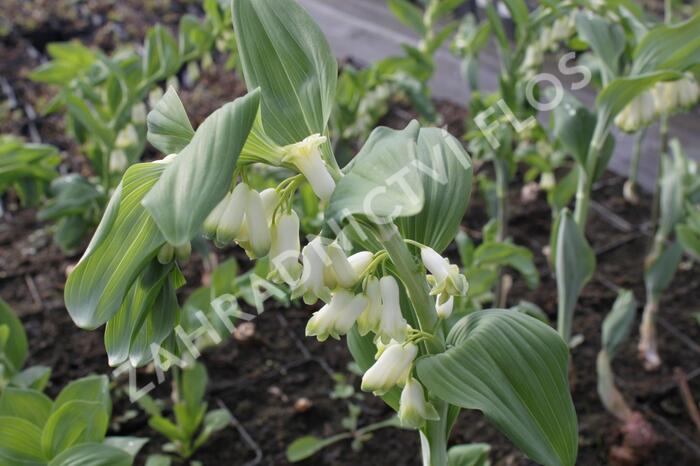 Kokořík - Polygonatum commutatum