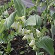 Kokořík - Polygonatum commutatum
