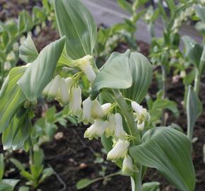 Kokořík - Polygonatum commutatum