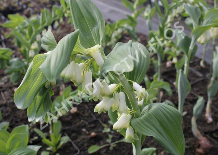 Kokořík - Polygonatum commutatum