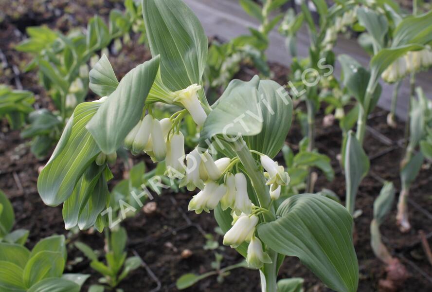 Kokořík - Polygonatum commutatum