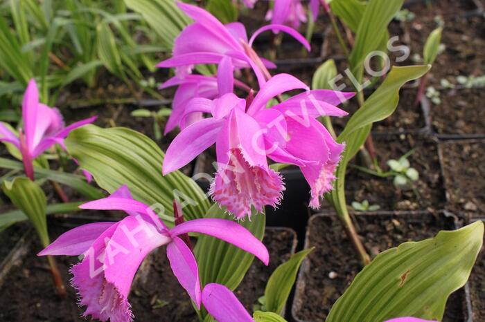 Plejonka - Pleione tongariro