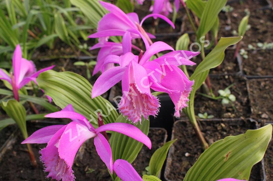 Plejonka - Pleione tongariro