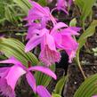 Plejonka - Pleione tongariro