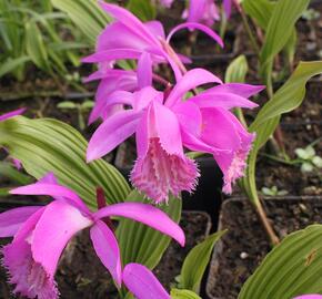 Plejonka - Pleione tongariro