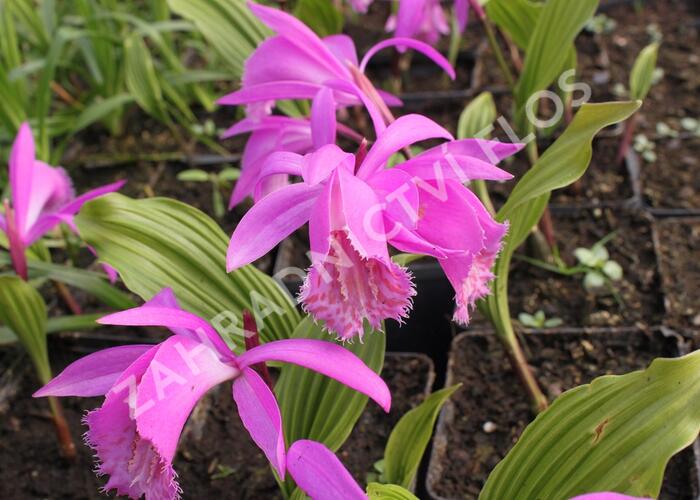 Plejonka - Pleione tongariro