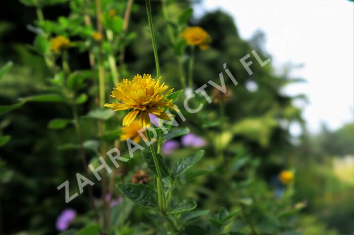 Janeba drsná 'Asahi' - Heliopsis helianthoides 'Asahi'