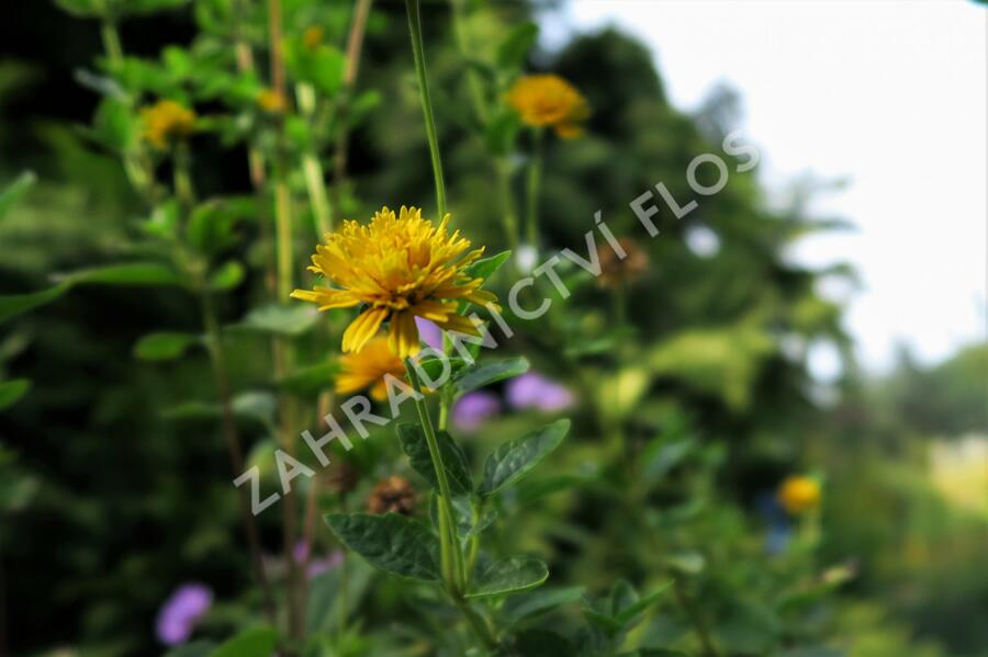 Janeba drsná 'Asahi' - Heliopsis helianthoides 'Asahi'