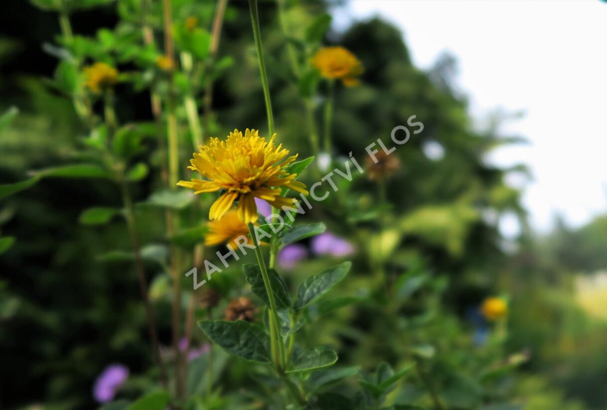 Janeba drsná 'Asahi' - Heliopsis helianthoides 'Asahi'