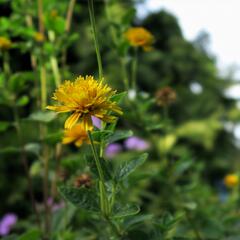 Janeba drsná 'Asahi' - Heliopsis helianthoides 'Asahi'