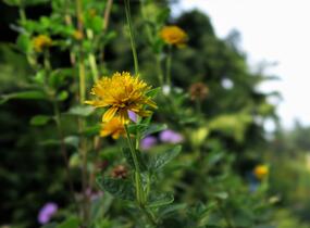 Janeba drsná 'Asahi' - Heliopsis helianthoides 'Asahi'