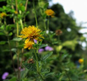 Janeba drsná 'Asahi' - Heliopsis helianthoides 'Asahi'