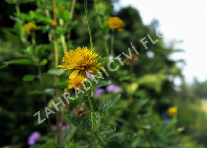 Janeba drsná 'Asahi' - Heliopsis helianthoides 'Asahi'