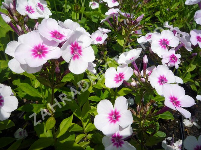 Plamenka latnatá 'Adessa Pink Star' - Phlox paniculata 'Adessa Pink Star'