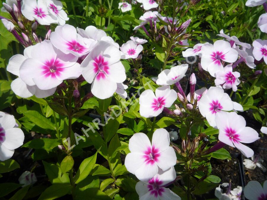 Plamenka latnatá 'Adessa Pink Star' - Phlox paniculata 'Adessa Pink Star'
