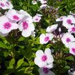 Plamenka latnatá 'Adessa Pink Star' - Phlox paniculata 'Adessa Pink Star'