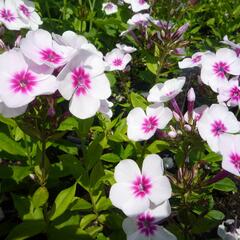 Plamenka latnatá 'Adessa Pink Star' - Phlox paniculata 'Adessa Pink Star'