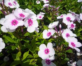 Plamenka latnatá 'Adessa Pink Star'
