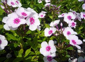 Plamenka latnatá 'Adessa Pink Star' - Phlox paniculata 'Adessa Pink Star'