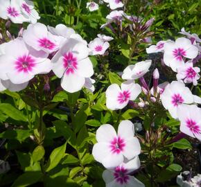 Plamenka latnatá 'Adessa Pink Star' - Phlox paniculata 'Adessa Pink Star'