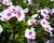 Plamenka latnatá 'Adessa Pink Star'