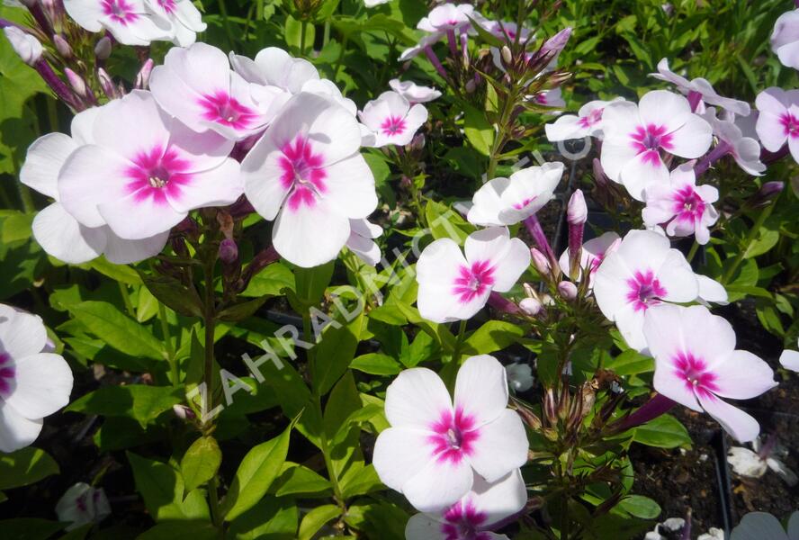 Plamenka latnatá 'Adessa Pink Star' - Phlox paniculata 'Adessa Pink Star'
