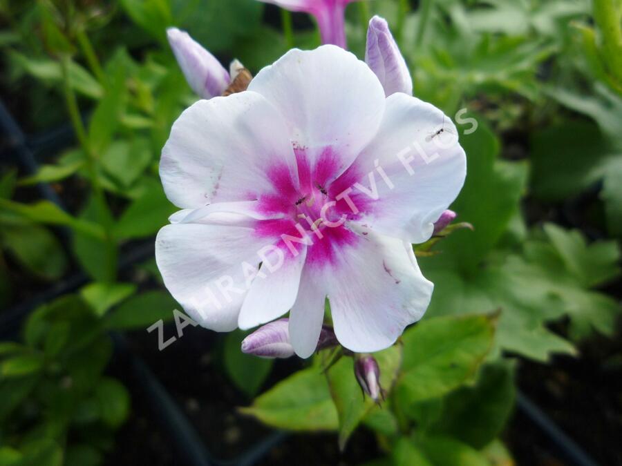 Plamenka latnatá 'Adessa Pink Star' - Phlox paniculata 'Adessa Pink Star'
