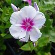 Plamenka latnatá 'Adessa Pink Star' - Phlox paniculata 'Adessa Pink Star'