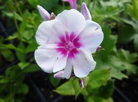 Plamenka latnatá 'Adessa Pink Star' - Phlox paniculata 'Adessa Pink Star'