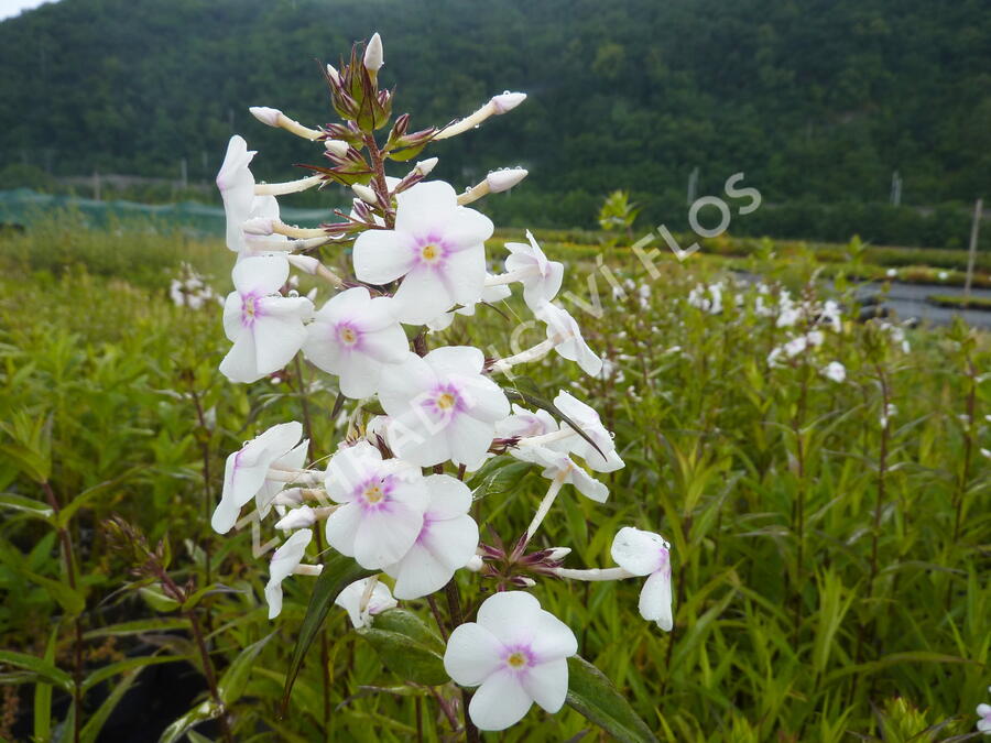 Plamenka 'Omega' - Phlox maculata 'Omega'