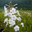 Plamenka 'Omega' - Phlox maculata 'Omega'
