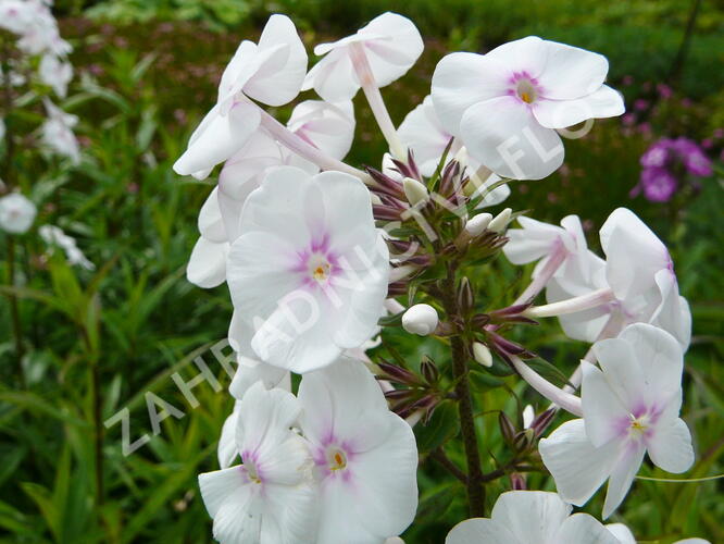 Plamenka 'Omega' - Phlox maculata 'Omega'
