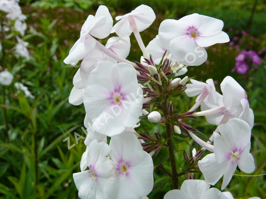 Plamenka 'Omega' - Phlox maculata 'Omega'