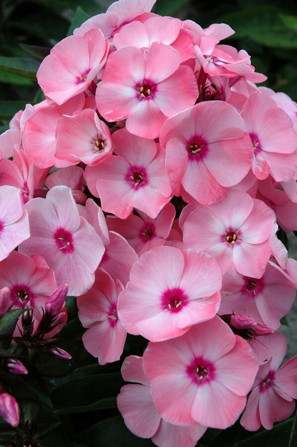 Plamenka latnatá 'Sweet Summer Compact Salmon Orange with Dark Eye' - Phlox paniculata 'Sweet Summer Compact Salmon Orange with Dark Eye'