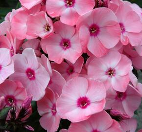 Plamenka latnatá 'Sweet Summer Compact Salmon Orange with Dark Eye' - Phlox paniculata 'Sweet Summer Compact Salmon Orange with Dark Eye'