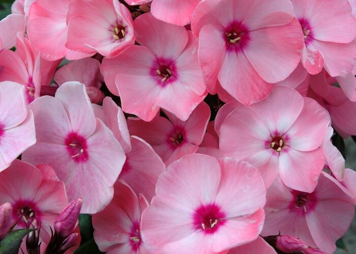 Plamenka latnatá 'Sweet Summer Compact Salmon Orange with Dark Eye' - Phlox paniculata 'Sweet Summer Compact Salmon Orange with Dark Eye'