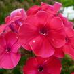 Plamenka latnatá 'Red Riding Hood' - Phlox paniculata 'Red Riding Hood'