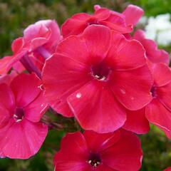 Plamenka latnatá 'Red Riding Hood' - Phlox paniculata 'Red Riding Hood'