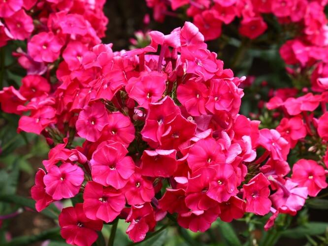 Plamenka latnatá 'Peacock Cherry Red' - Phlox paniculata 'Peacock Cherry Red'