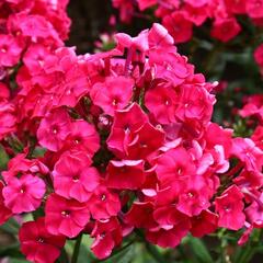 Plamenka latnatá 'Peacock Cherry Red' - Phlox paniculata 'Peacock Cherry Red'