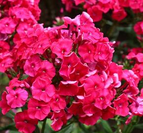 Plamenka latnatá 'Peacock Cherry Red' - Phlox paniculata 'Peacock Cherry Red'