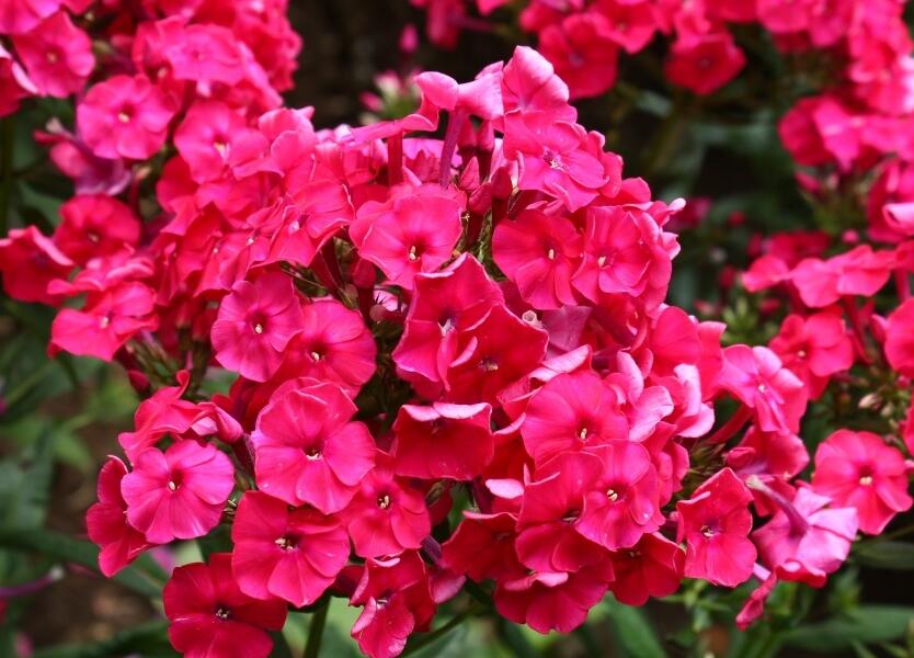 Plamenka latnatá 'Peacock Cherry Red' - Phlox paniculata 'Peacock Cherry Red'