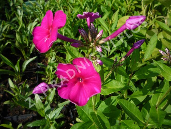 Plamenka latnatá 'Adessa Special Fire' - Phlox paniculata 'Adessa Special Fire'