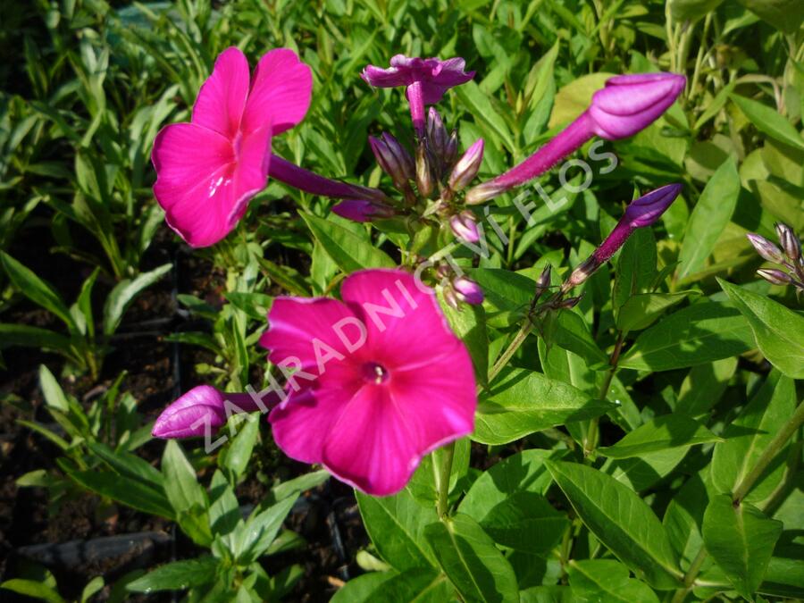 Plamenka latnatá 'Adessa Special Fire' - Phlox paniculata 'Adessa Special Fire'