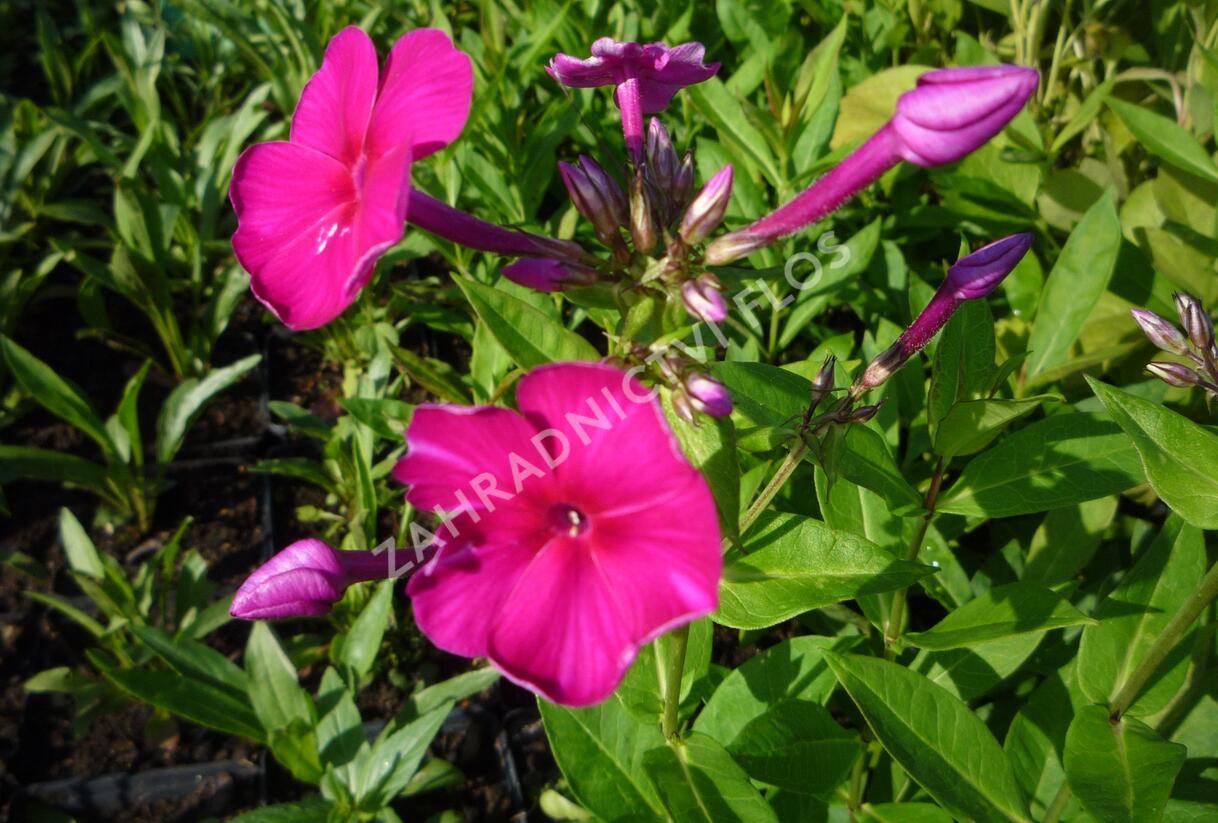 Plamenka latnatá 'Adessa Special Fire' - Phlox paniculata 'Adessa Special Fire'