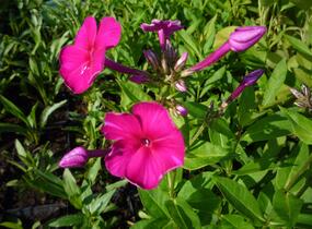 Plamenka latnatá 'Adessa Special Fire' - Phlox paniculata 'Adessa Special Fire'