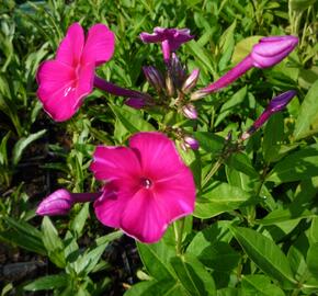 Plamenka latnatá 'Adessa Special Fire' - Phlox paniculata 'Adessa Special Fire'