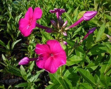 Plamenka latnatá 'Adessa Special Fire'