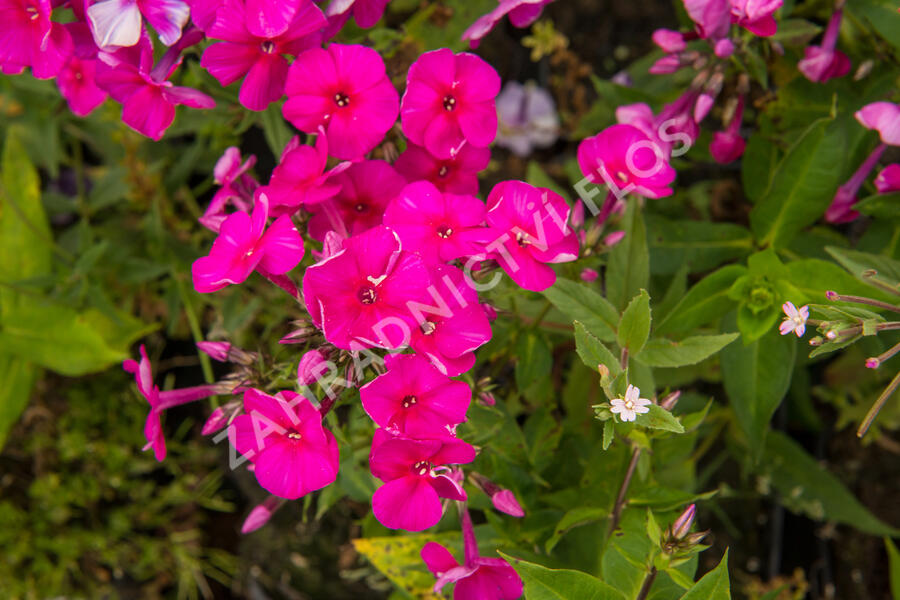 Plamenka latnatá 'Adessa Special Fire' - Phlox paniculata 'Adessa Special Fire'