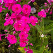 Plamenka latnatá 'Adessa Special Fire' - Phlox paniculata 'Adessa Special Fire'